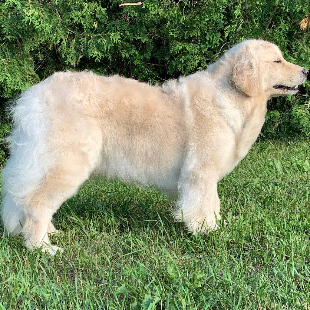 Élevage Canopy Golden Retrievers | 84 La Petite Ligne, Saint-Alexis, QC J0K 1T0, Canada | Phone: (450) 750-6626