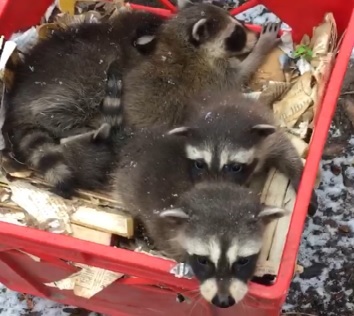 Gunning Ontario Wildlife Removal & Pest Control | 124 Ottawa Avenue, Woodstock, ON N4T 0H9, Canada | Phone: (519) 421-2677