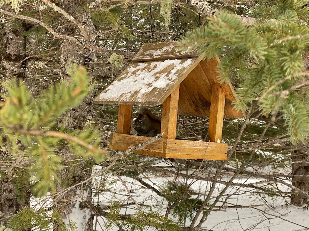Patinage en forêt | 9 Mnt Beausoleil, Lac-des-Loups, QC J0X 3K0, Canada | Phone: (819) 456-1444