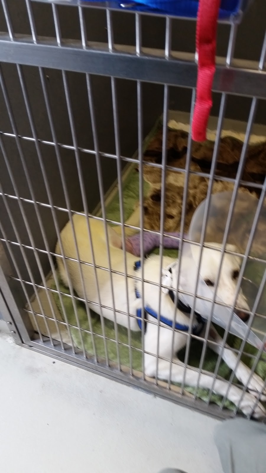 Sunrise Animal Hospital | 222 Park Ave, Mount Pearl, NL A1N 1L1, Canada | Phone: (709) 368-7981