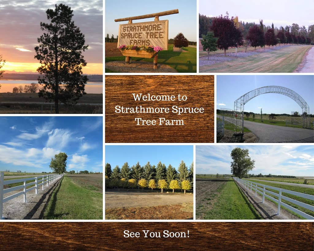 Strathmore Spruce Tree Farm | 234077A Range Road 243 Township Road, Namaka, AB T1P 1J6, Canada | Phone: (403) 852-1972
