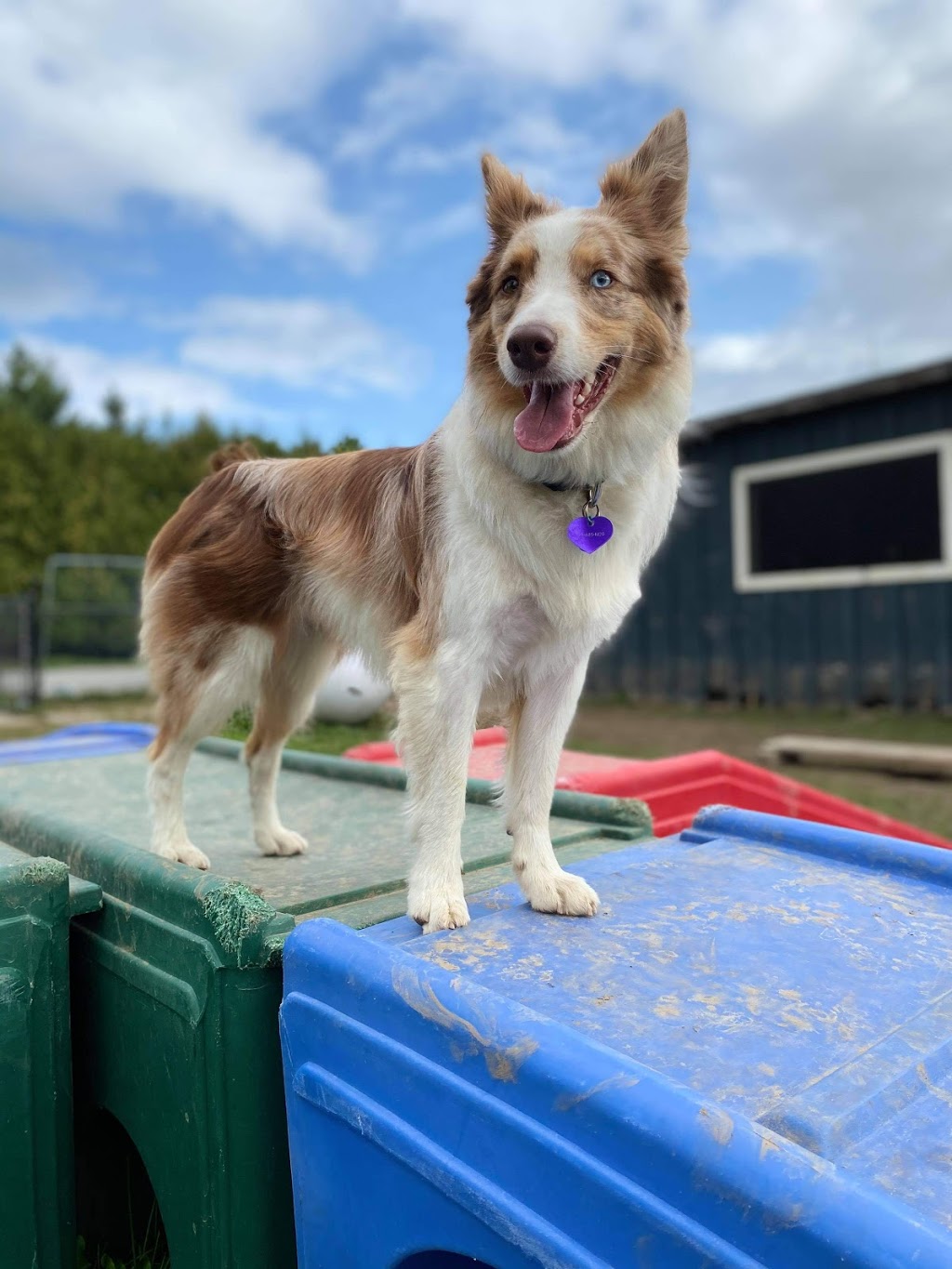 Furry Friends Pet Resort | 5455 Langmaid Rd, Hampton, ON L0B 1J0, Canada | Phone: (905) 725-6210