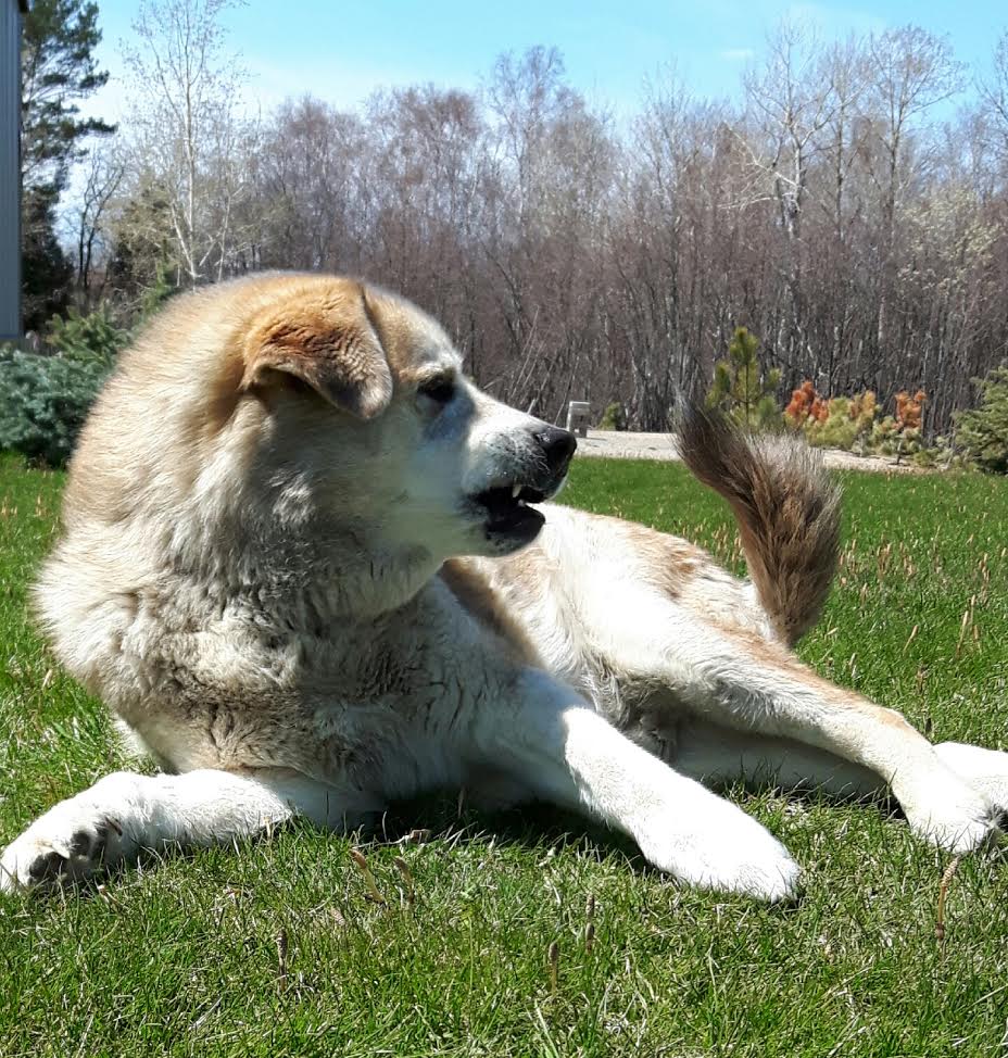 Mississauga Oakville Veterinary Emergency Hospital | 2285 Bristol Cir, Oakville, ON L6H 6P8, Canada | Phone: (905) 829-9444