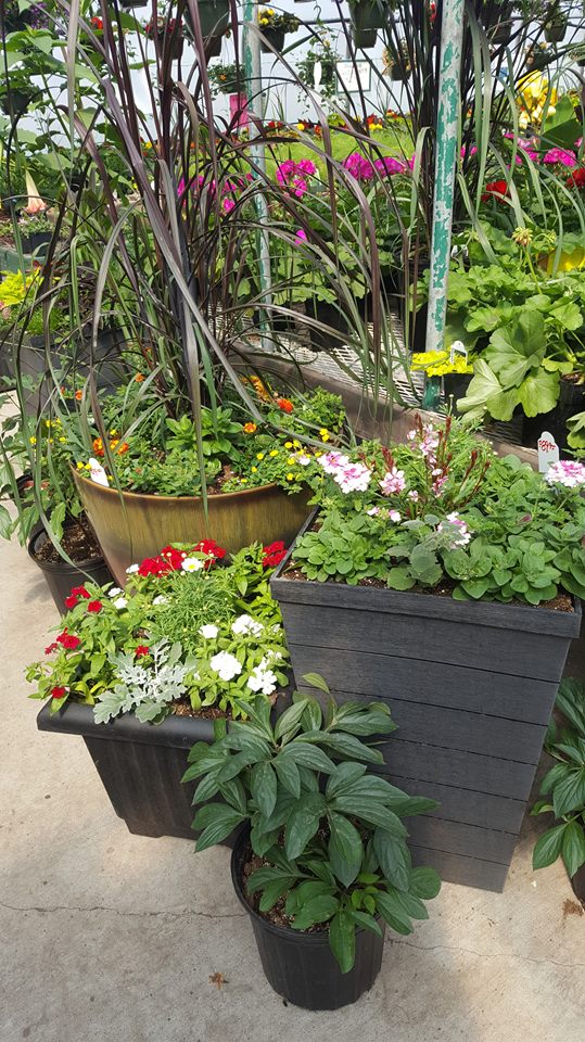 Brenneis Greenhouses 1612110 St NW, Edmonton, AB T5Y 6K6, Edmonton