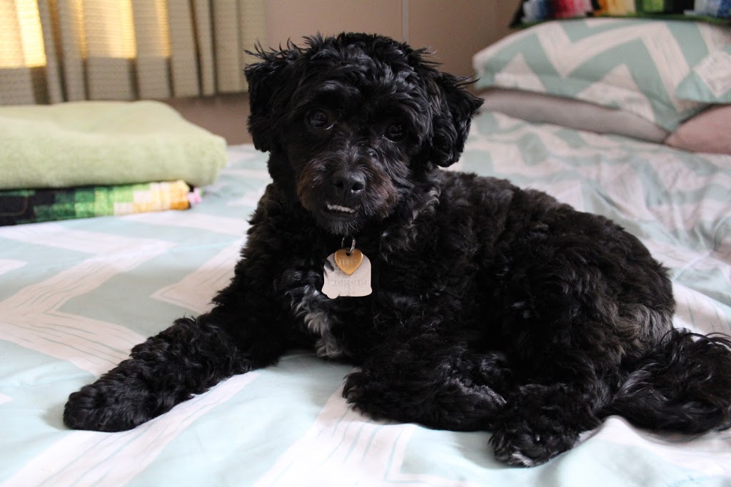 Sheris Doggie Spa | 1430 Rimkey Cres, Orillia, ON L3V 6R1, Canada | Phone: (705) 329-0426