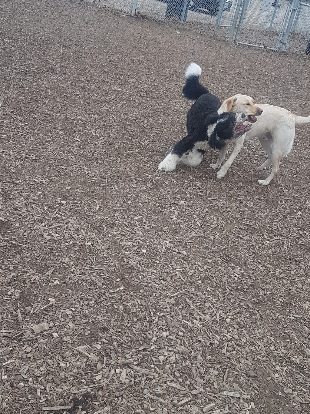 Tillsonburg Dog Park | 45 Hardy Ave, Tillsonburg, ON N4G 1H6, Canada | Phone: (519) 688-9011