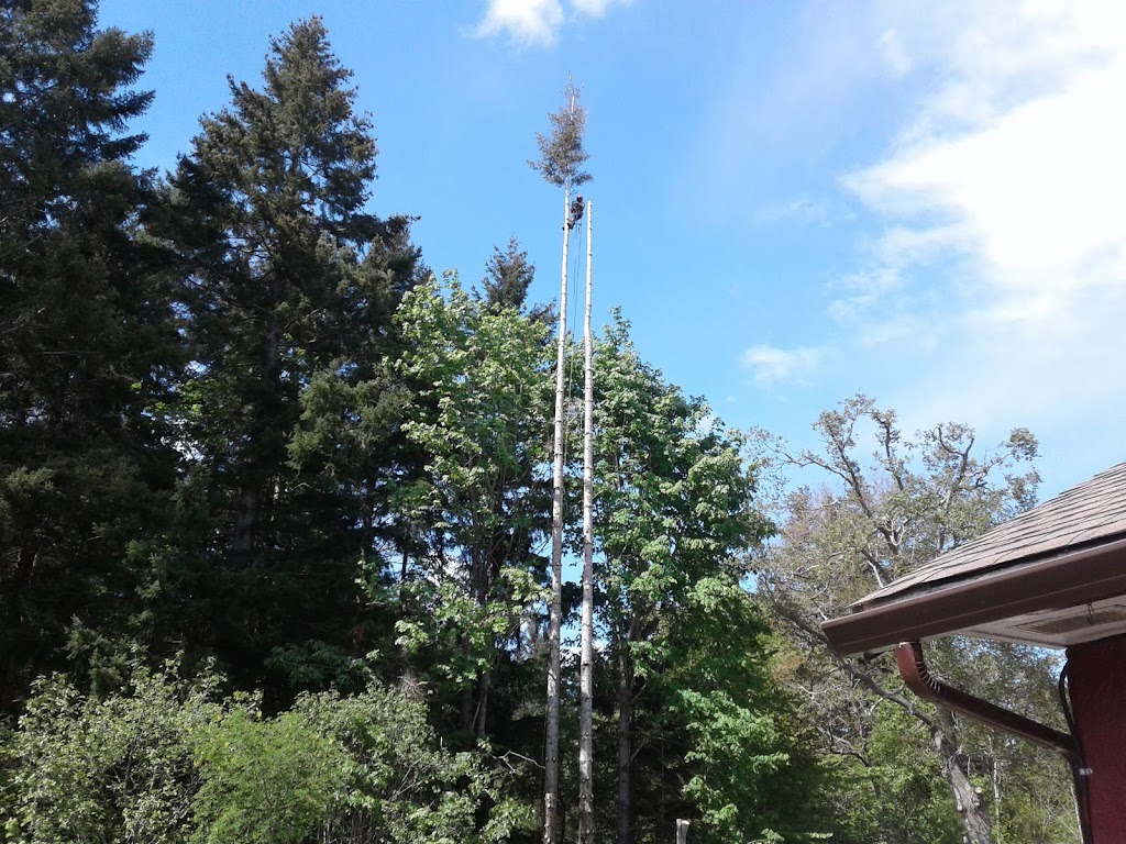 Above & Beyond Tree Service | 2234 Robb Ave, Comox, BC V9M 1J8, Canada | Phone: (250) 465-1993