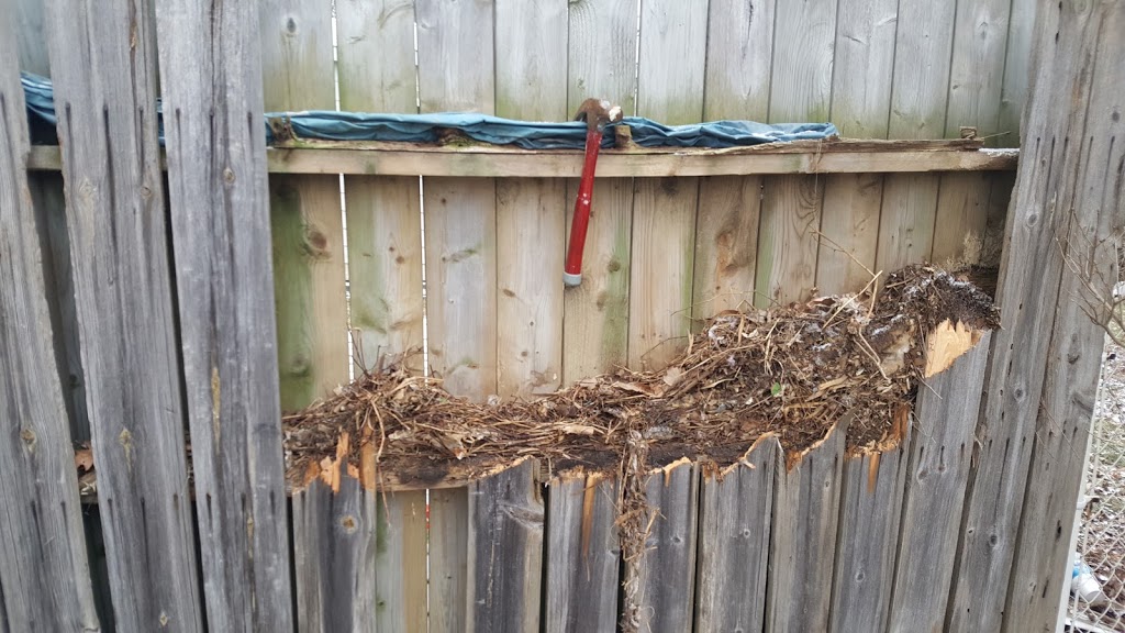 Out-Foxed Wildlife Control Services | 122 Maplestone Ave, Sarnia, ON N7S 4X2, Canada | Phone: (226) 932-1071