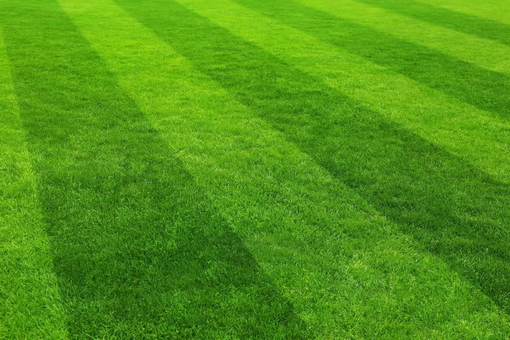 Tufturf.ca | 4060 Blenkinsop Rd, Victoria, BC V8X 2C2, Canada | Phone: (250) 721-5300