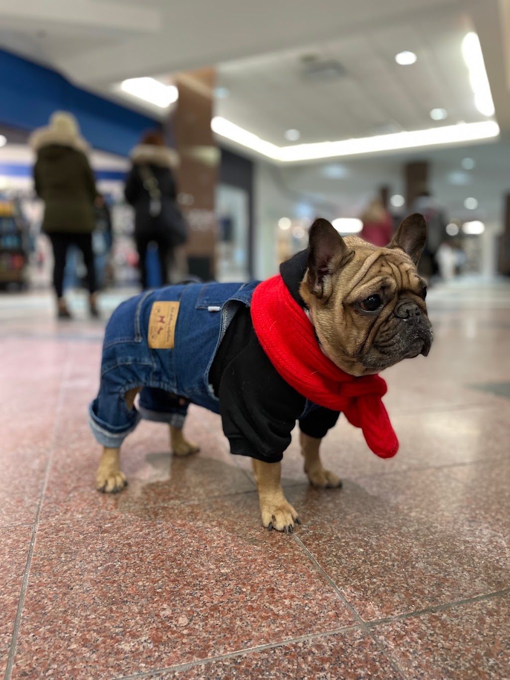 Chien Mondain - Mode Canine | 2600 Boulevard Laurier, Place de la Cité, Québec, QC G1V 4T3, Canada | Phone: (418) 527-2226