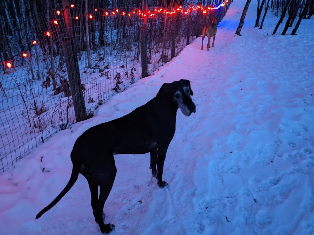 Paws A While Boarding Kennel | 51024 Range Rd 200 #40, Alberta T0B 4J1, Canada | Phone: (780) 662-4878