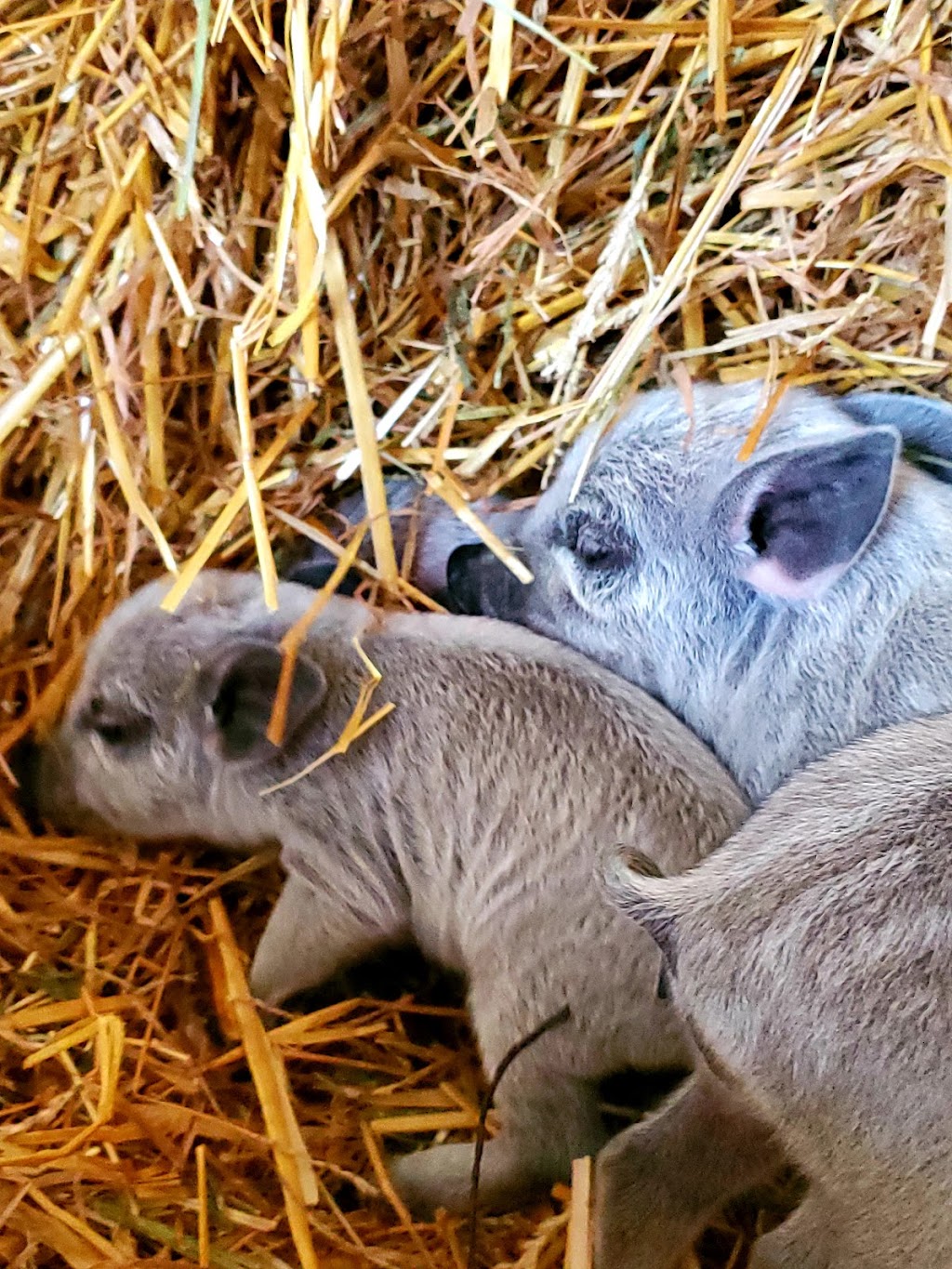 Canadian Mangalitsa Farms | 1717 County Rd 38, Campbellford, ON K0L 1L0, Canada | Phone: (289) 890-0438