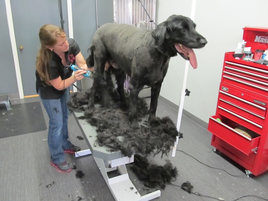Pour Chien Et Chat Seulement | 8602 Rue Centrale, LaSalle, QC H8P 1N5, Canada | Phone: (514) 364-9614