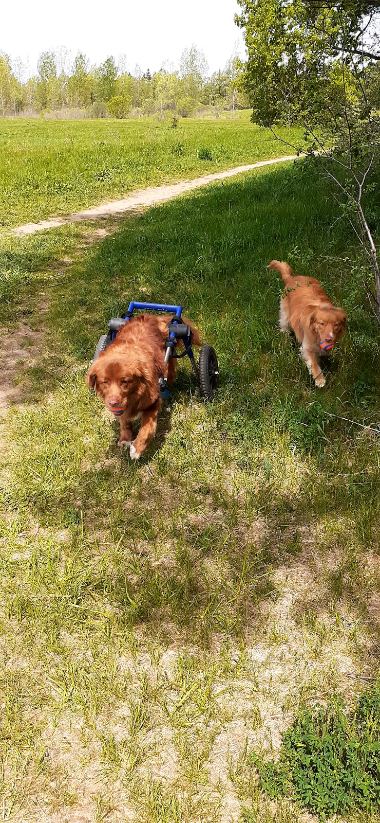 Let The Dog Out -On demand | 3 Boulder Crescent, Guelph, ON N1G 5A3, Canada | Phone: (519) 835-5836
