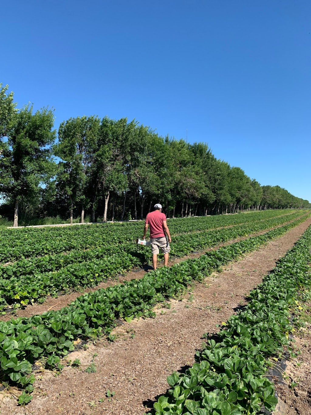 Broxburn Vegetables & Cafe | 5-90008 range Road 210, Lethbridge County, AB T1J 5R9, Canada | Phone: (403) 327-0909