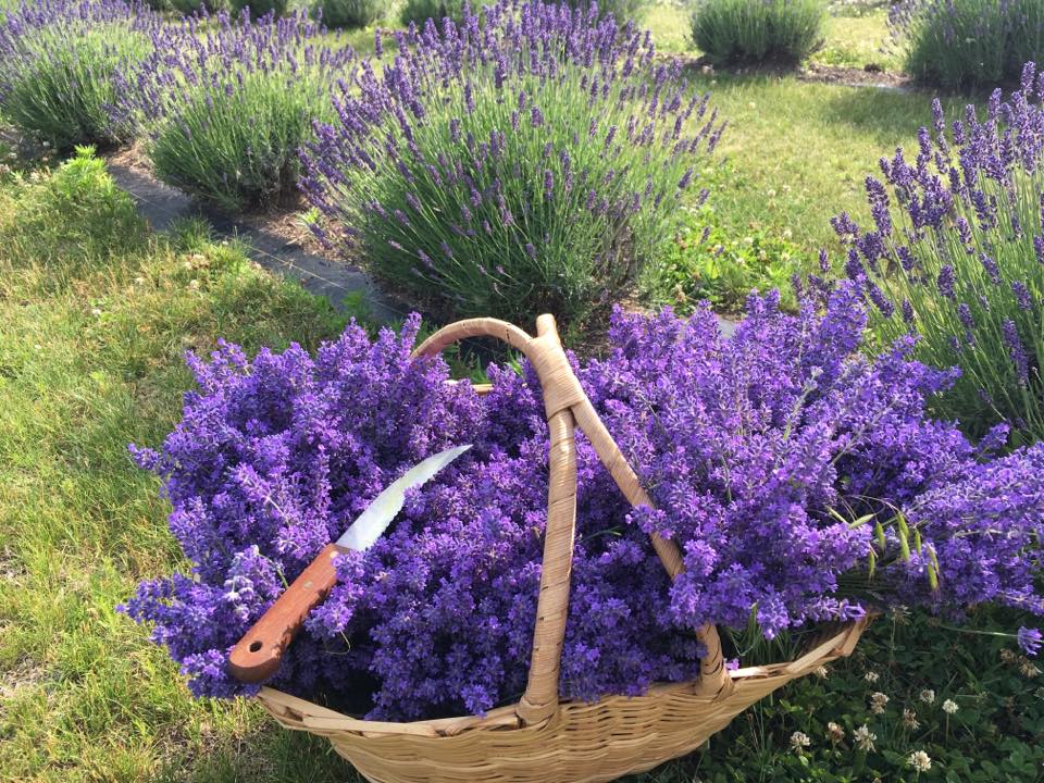 Serenity Lavender Farm Inc | 130 Essex County Rd 50, Harrow, ON N0R 1G0, Canada | Phone: (519) 738-6111