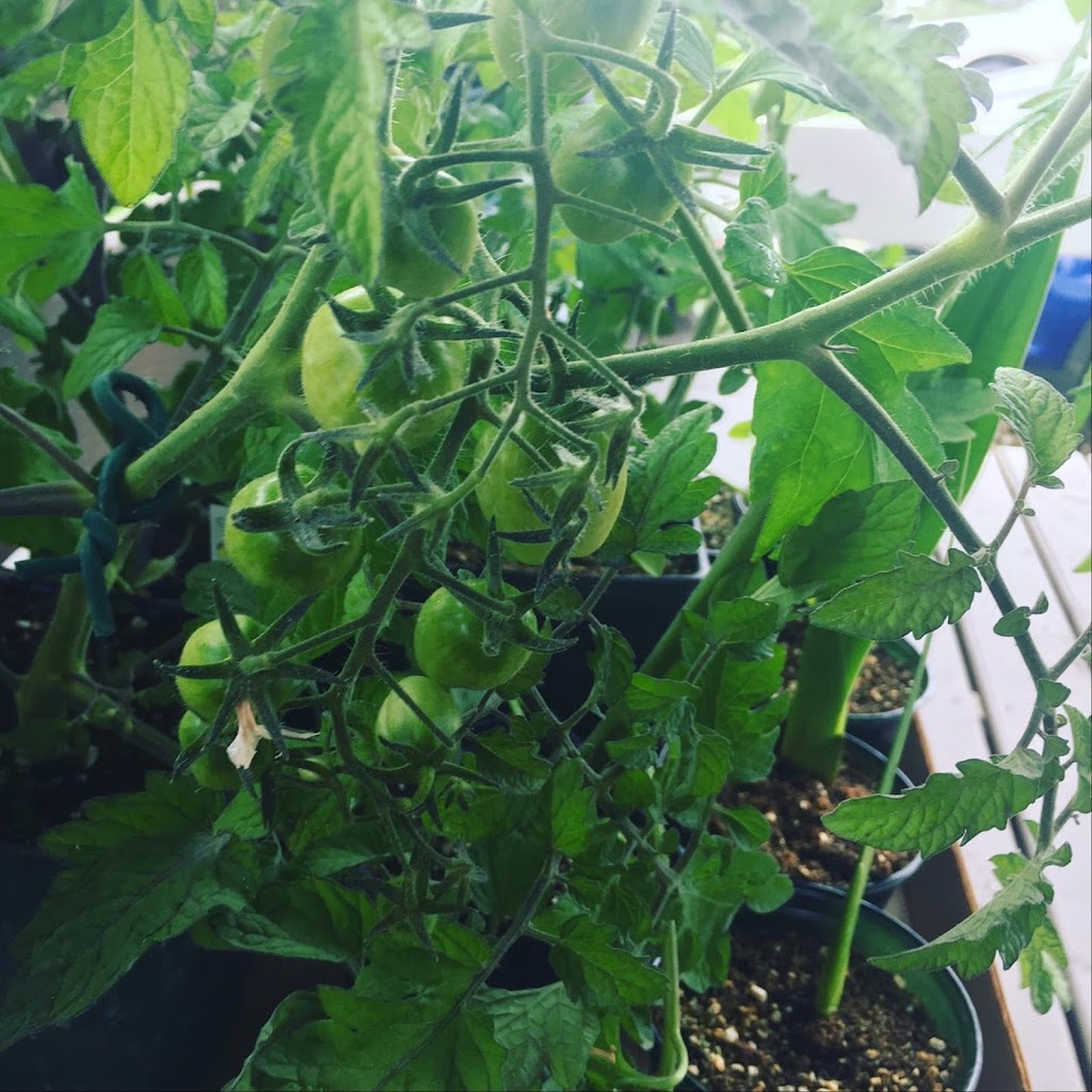 Lohr-a-Lee Greenhouses | Township Rd 325A, Didsbury, AB T0M 0W0, Canada | Phone: (403) 438-0030