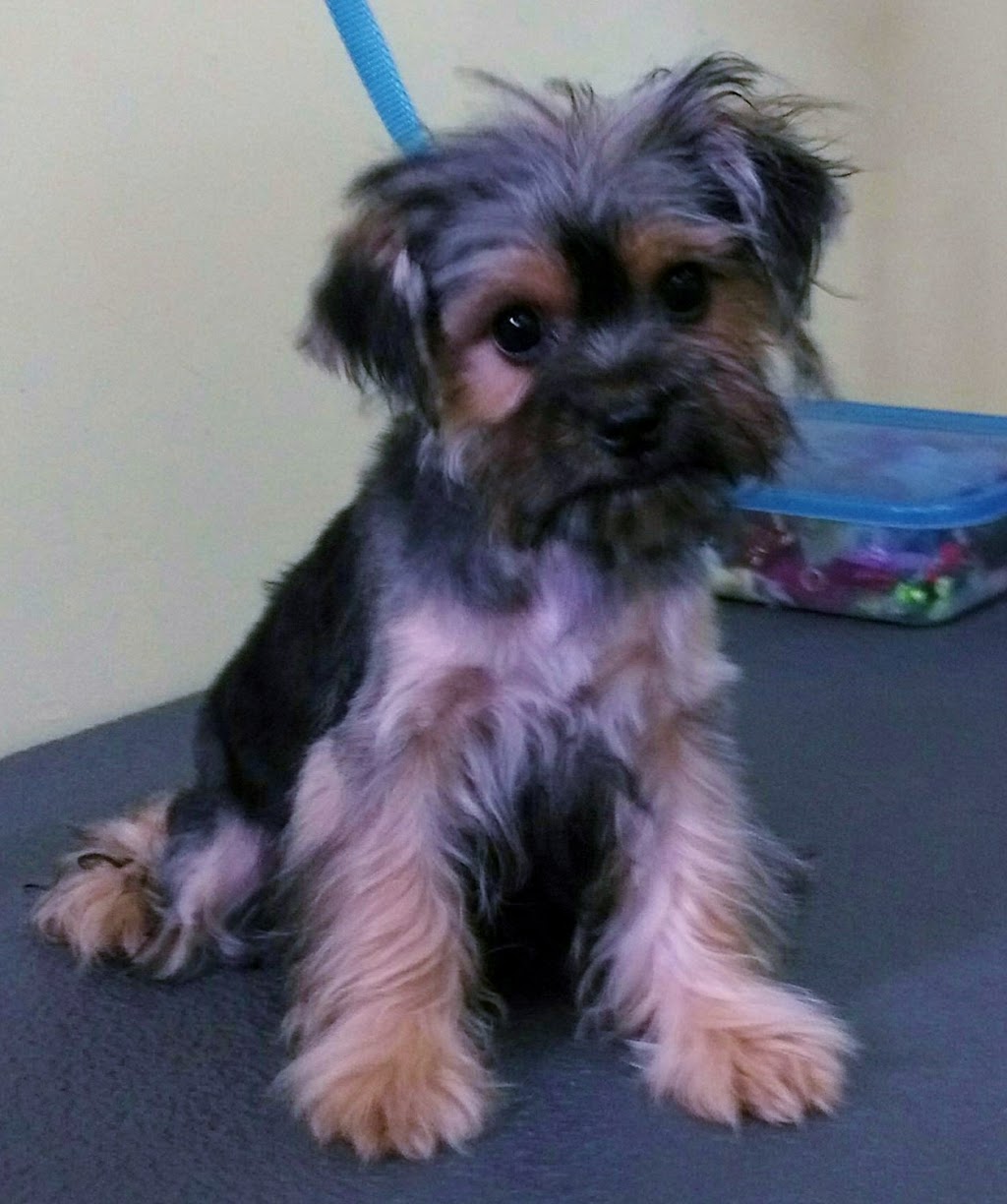 FurBaby Essentials | 131 ON-60, Huntsville, ON P1H 1C2, Canada | Phone: (705) 706-4210