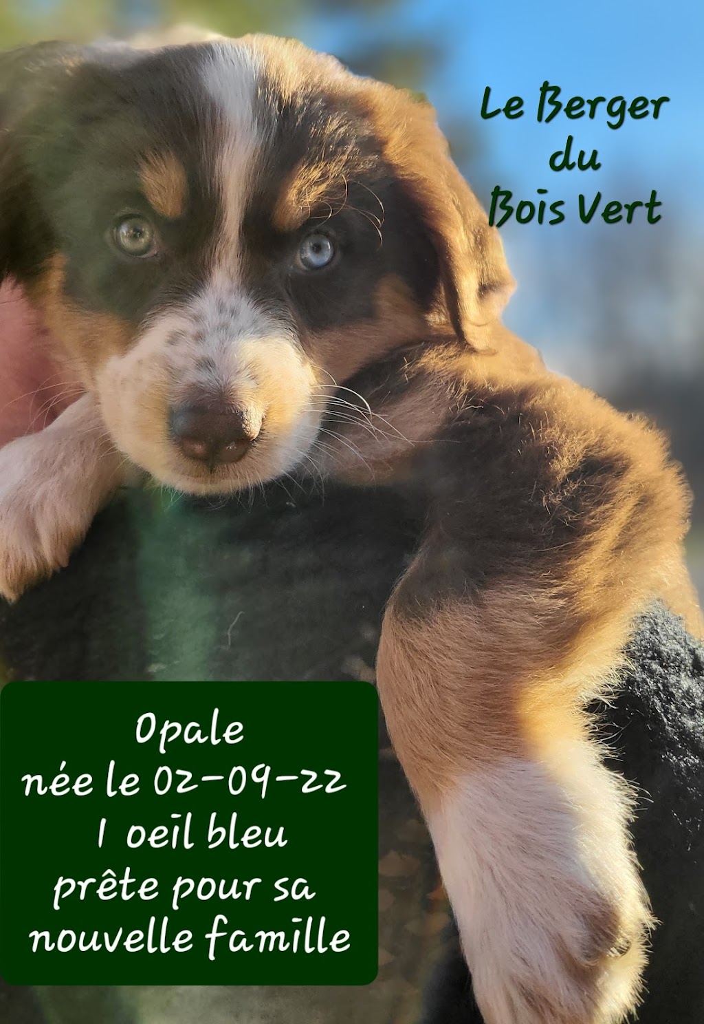 Le Berger du Bois Vert | 806a Rang 8 et 9, Saint-Rémi-de-Tingwick, QC J0A 1K0, Canada | Phone: (819) 350-8036
