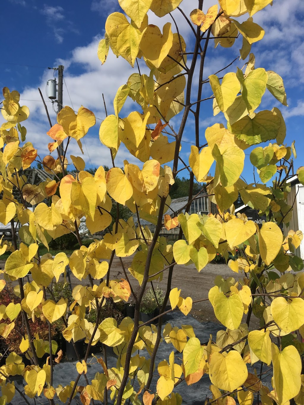 Maple Lane Nurseries & Landscaping | Taunton Rd, Bowmanville, ON L1C 3K2, Canada | Phone: (905) 263-4767