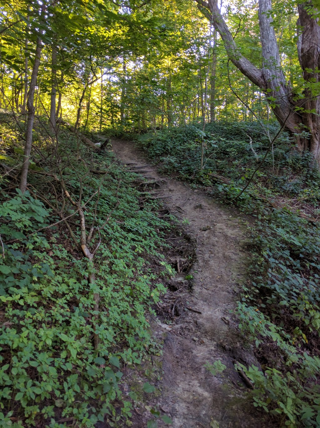 Janellan Ravine Park | 199 Beechgrove Dr, Scarborough, ON M1E 3Z3, Canada | Phone: (416) 392-2489