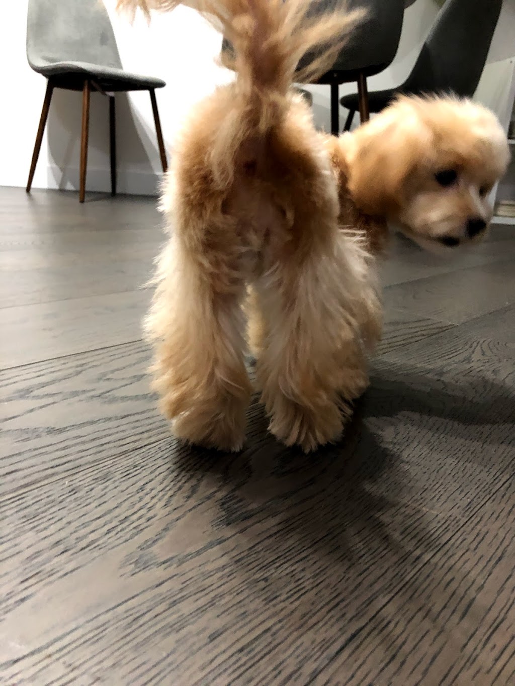 pawfect pet grooming 仙宠宠物美容 | 4933 Kersland Dr, Vancouver, BC V5Y 2M8, Canada | Phone: (778) 233-0266