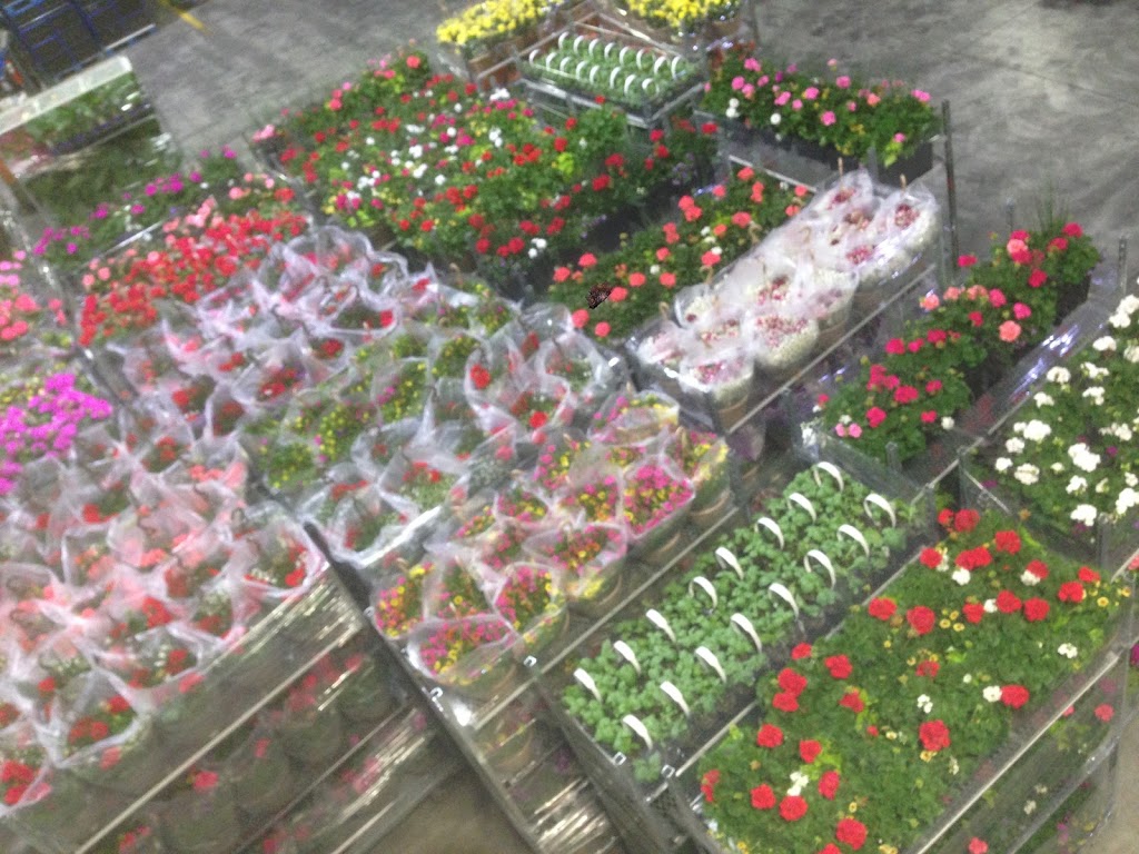 Rico Roots Plant Farm | 2340 Graham Side Rd, Kingsville, ON N9Y 2E5, Canada | Phone: (519) 796-7999