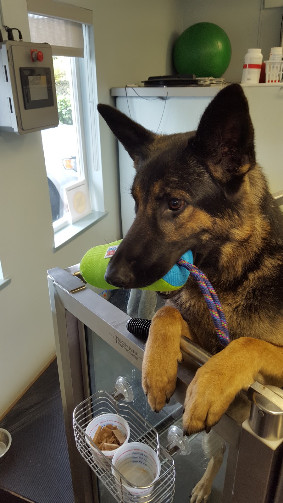 Hillside Veterinary Hospital | 1700 Kings Rd, Victoria, BC V8R 2P1, Canada | Phone: (250) 598-4477