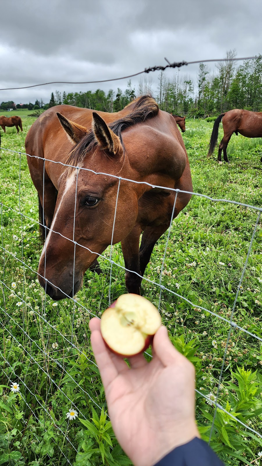 Moonlight Animal Sanctuary (Horse) | 69 Mitchell Rd, Cardigan, PE C0A 1G0, Canada | Phone: (902) 969-0397
