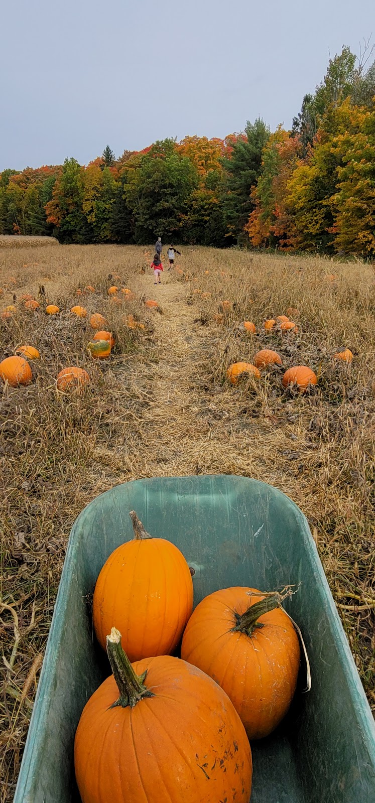 Ferme Patry | 579 Chem. Pierre-Laporte, LAnge-Gardien, QC J8L 0P3, Canada | Phone: (819) 281-0406