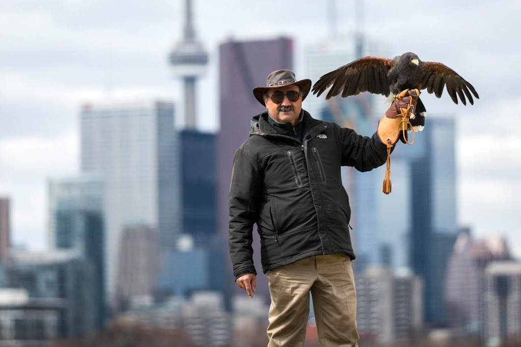 Hawkeye Bird and Animal Control & Falconry Experience Acton | 5048 erin, 1 Line, Acton, ON L7J 2L9, Canada | Phone: (416) 429-5393