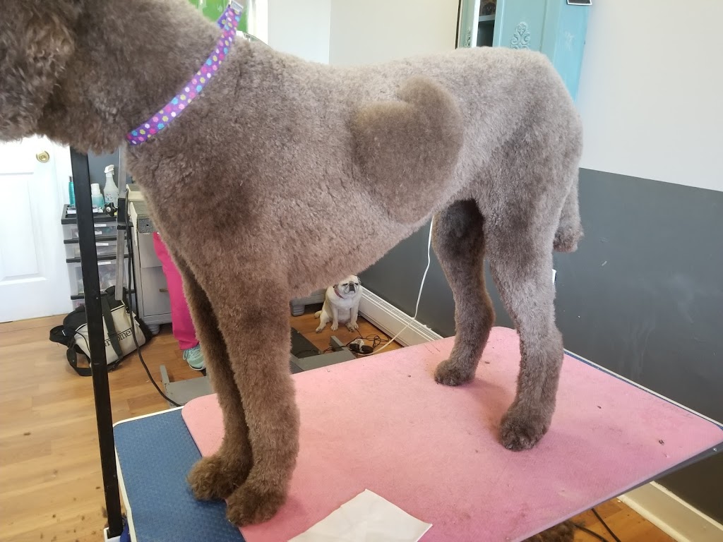 Pooches N Pals Inc. | 356 Lakeshore Rd W, Mississauga, ON L5H 1H3, Canada | Phone: (905) 278-2275
