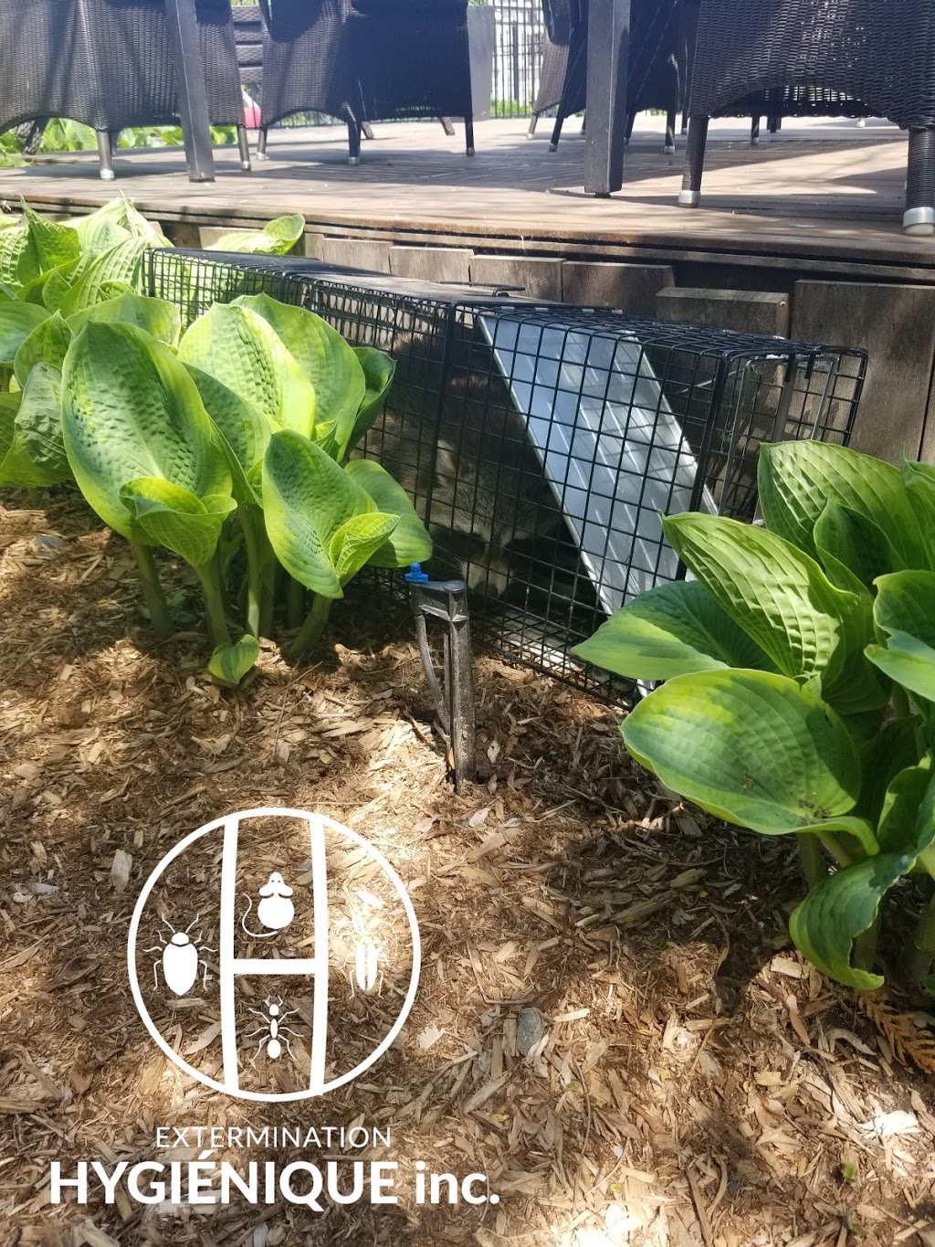 Extermination Hygiénique inc | 3472 Rue Jean Talon, Mascouche, QC J7K 1L9, Canada | Phone: (514) 267-0260