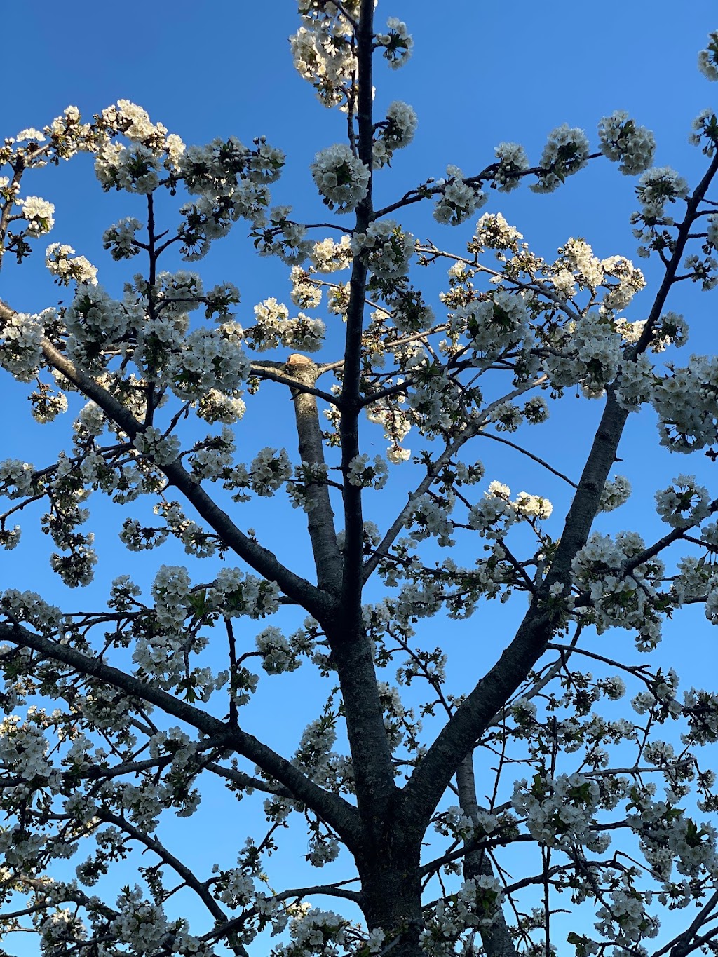 Capella Tree Service | 3 Avra Ct, Guelph, ON N1H 7B2, Canada | Phone: (519) 830-6634