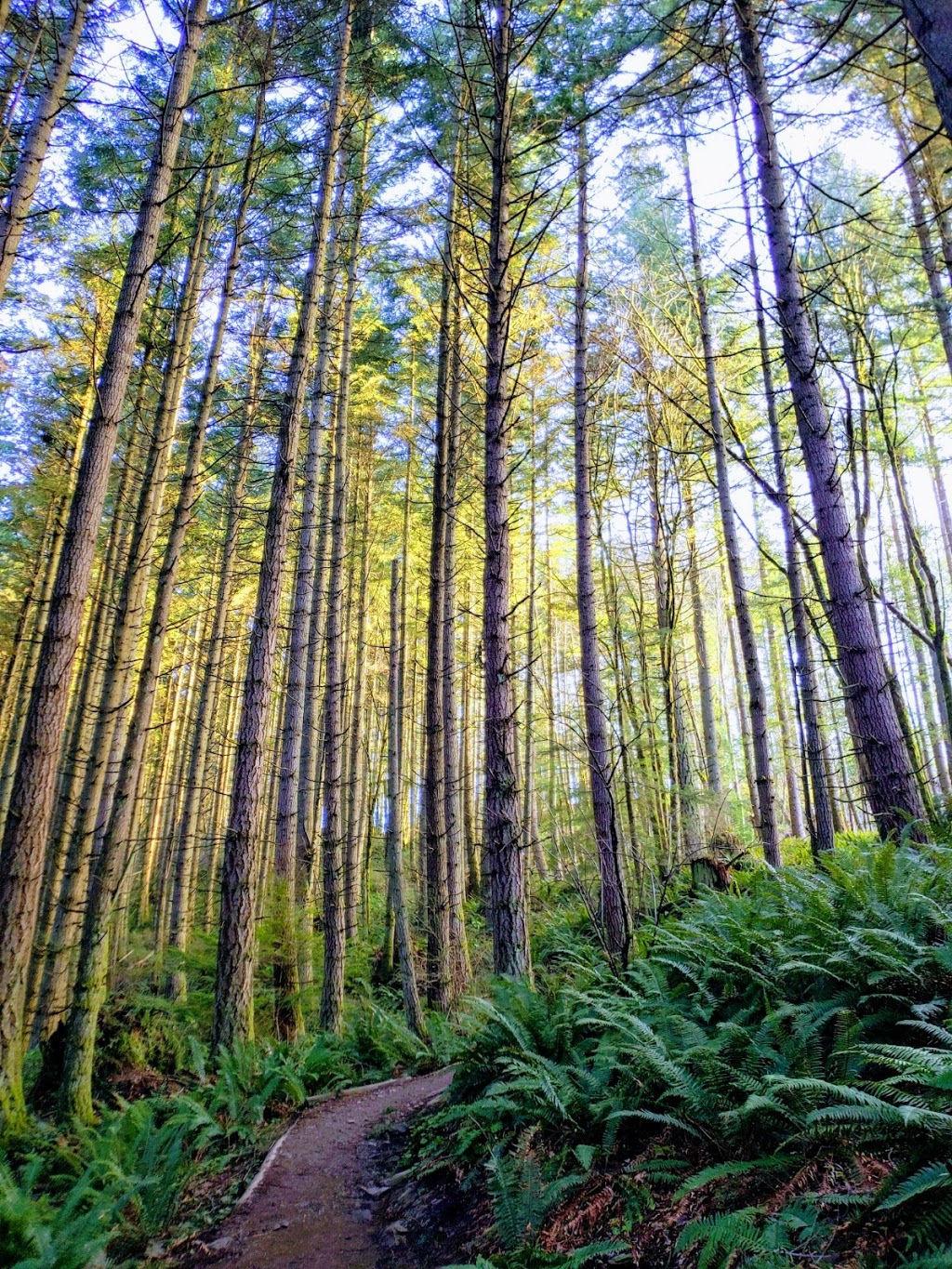 Oyster Dome Trailhead | Pacific NW Trail, Bow, WA 98232, USA