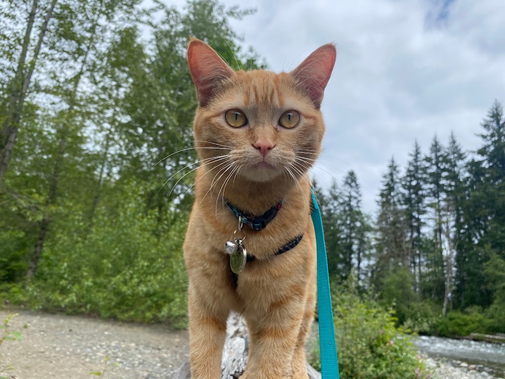 Island Tides Veterinary Hospital | 2435 Mansfield Dr #101, Courtenay, BC V9N 2M2, Canada | Phone: (778) 647-4884
