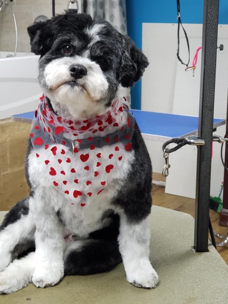 Healthy Hounds Pet Spa | 1412 Ashton Station Rd, Ottawa, ON K0A 1B0, Canada | Phone: (613) 862-0552