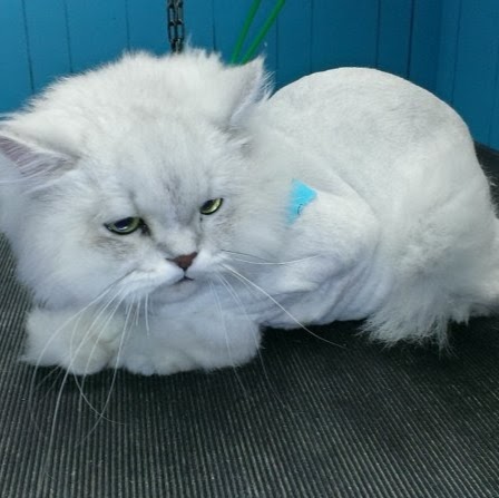 Grooming Stephanie Bolduc | 1110 Rue Després, Sherbrooke, QC J1E 3N4, Canada | Phone: (819) 679-5157