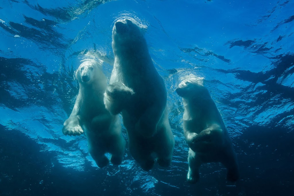 Arctic Bear Productions | Victoria, BC V8S 2J8, Canada | Phone: (250) 508-8322