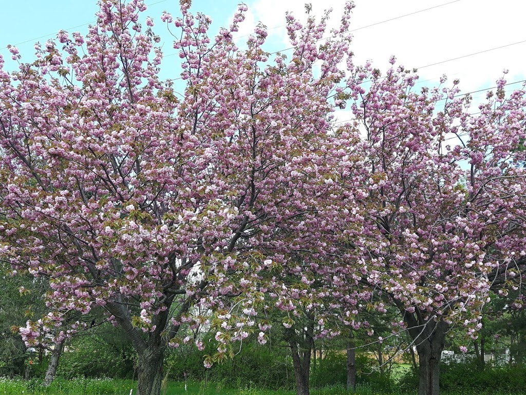 Serson Park | 1095 4th St, Mississauga, ON L5E 1K4, Canada | Phone: (905) 615-4311