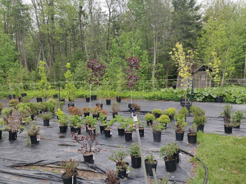Pépinière Jean Gagné | 19 Rue Langlois, Saint-Lambert-de-Lauzon, QC G0S 2W0, Canada | Phone: (418) 889-9161