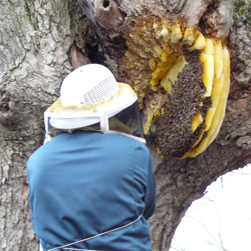 Kingsburgh Apiaries - Bee Quest Honey | 927438 County Rd 8, Bright, ON N0J 1B0, Canada | Phone: (519) 632-9852