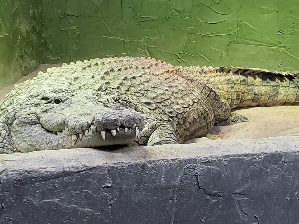Reptilia Whitby | 1400 Victoria St E, Whitby, ON L1N 0M2, Canada | Phone: (905) 493-9537