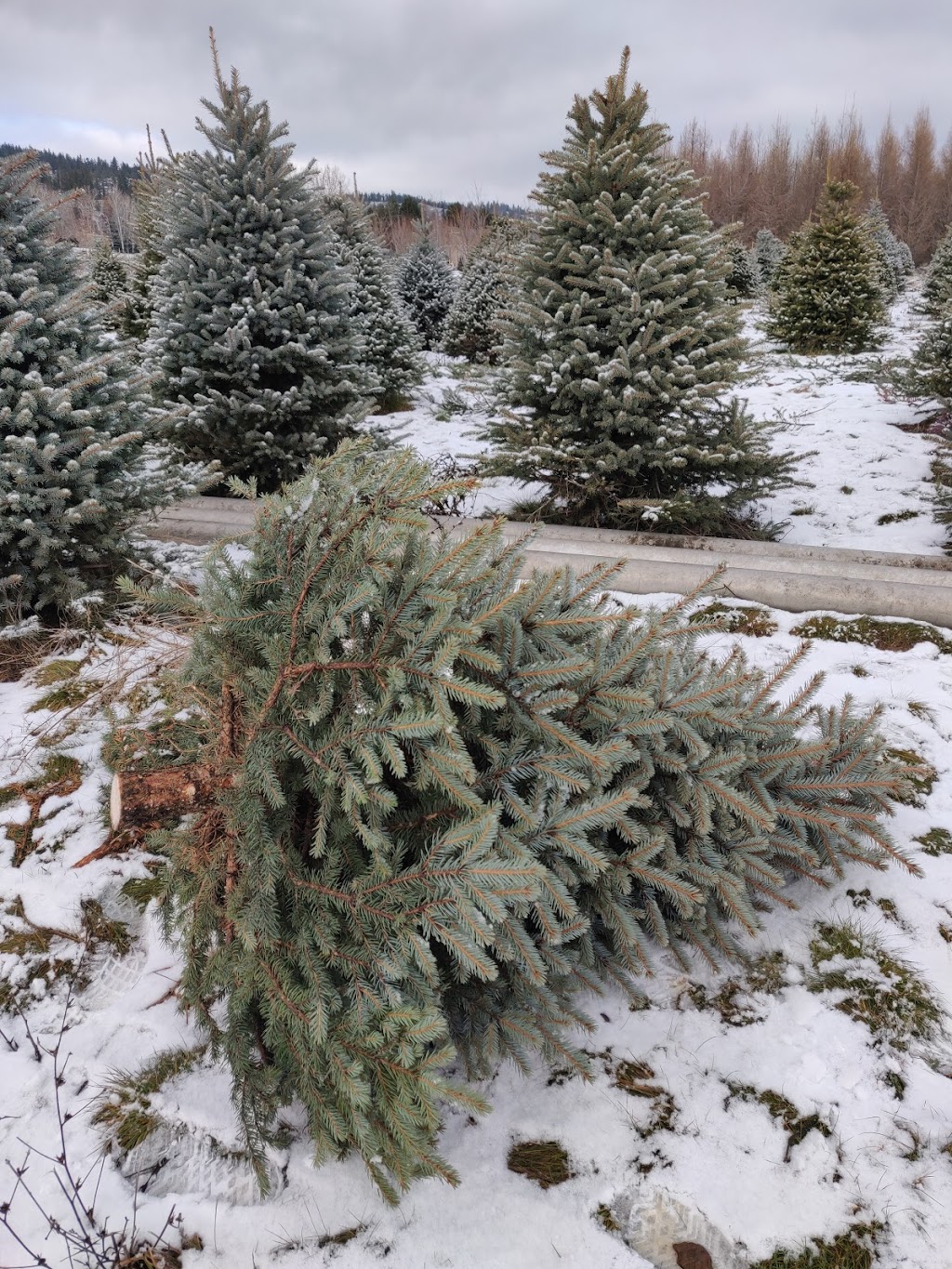 Woodward Christmas Tree Farm | point of interest | 5505 Westsyde Rd, Kamloops, BC V2B 8N5, Canada | 2505798739 OR +1 250-579-8739
