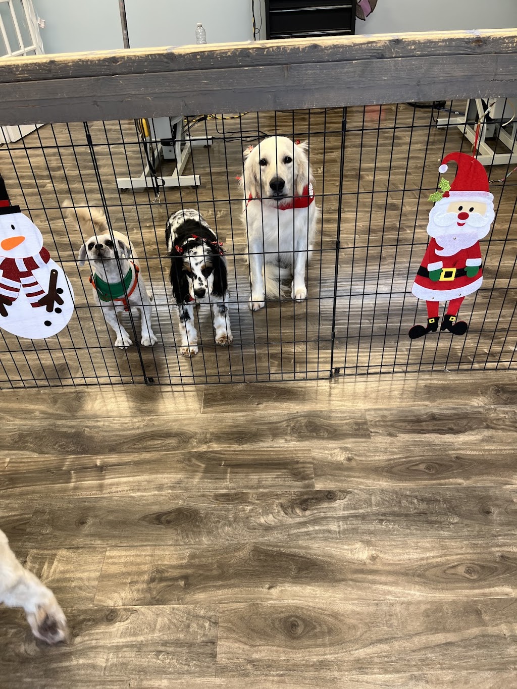 Toilettage Dieppe Dog and Cat Grooming | 675 Babin St, Dieppe, NB E1A 5M7, Canada | Phone: (506) 869-9999