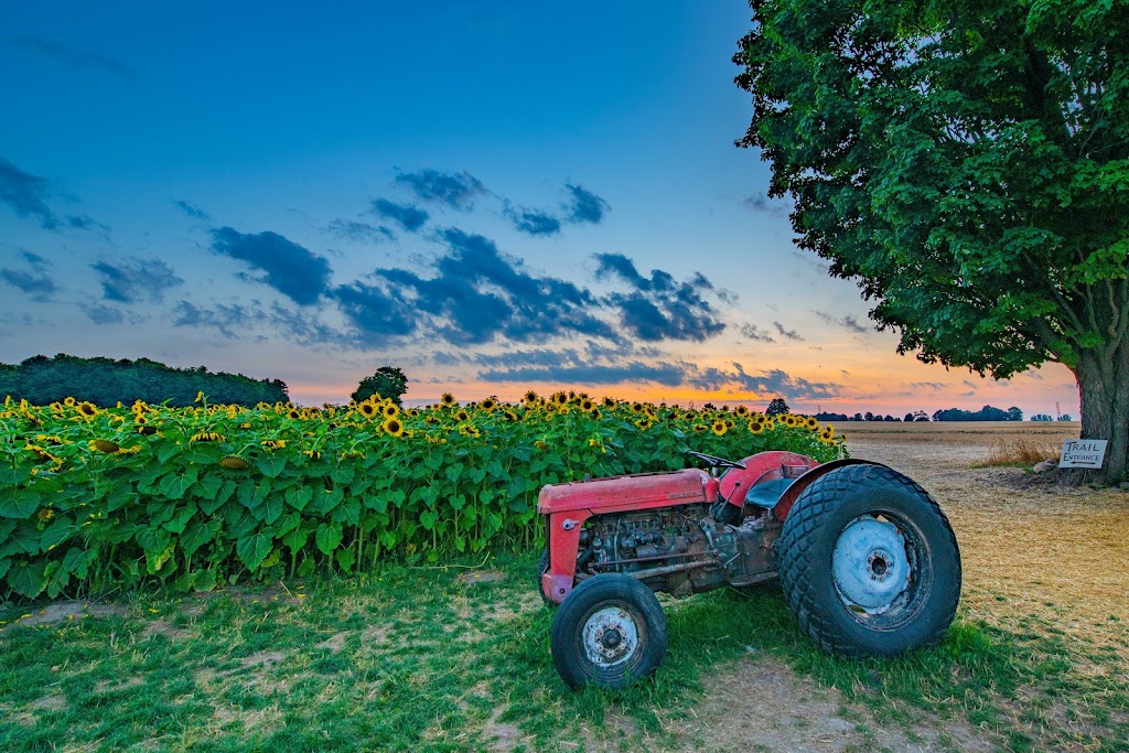 The Sunflower Farm | 24430 Sideroad 17, Side Rd 17, Beaverton, ON L0K 1A0, Canada | Phone: (416) 316-9543