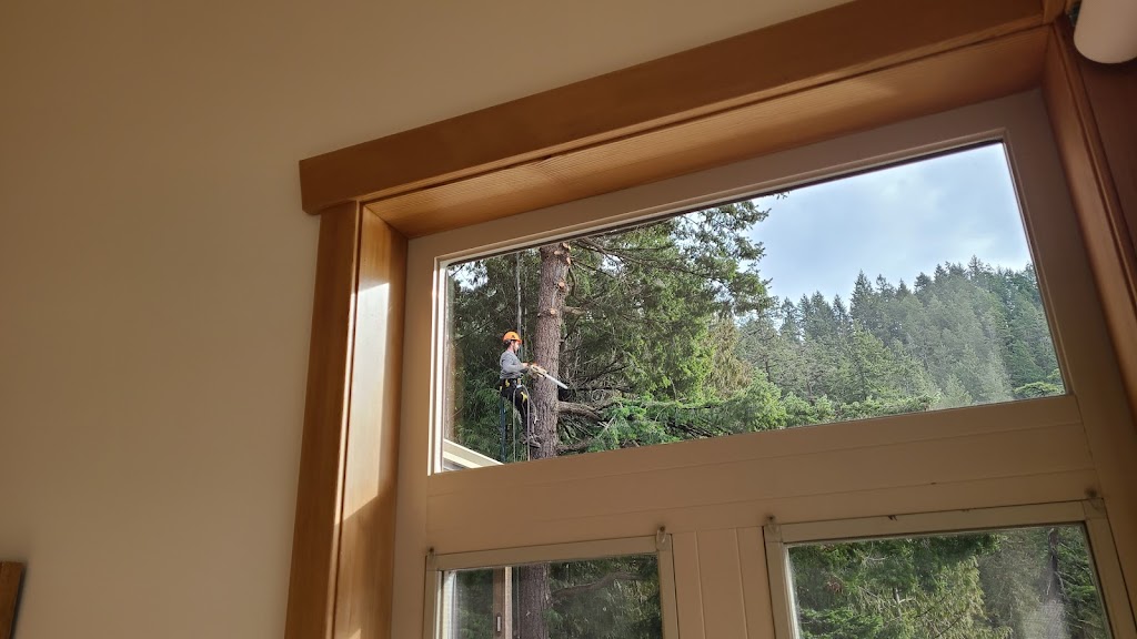 The Tree Guy | Sechelt, BC V0N 3A3, Canada | Phone: (604) 865-1515