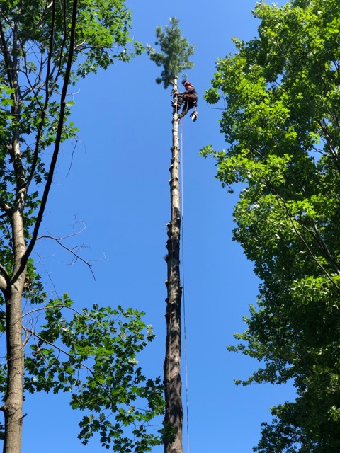 Élagage JM Abattage darbres - Laurentides | 2 Chem. des Tourterelles, Saint-Sauveur, QC J0R 1R1, Canada | Phone: (514) 833-1490