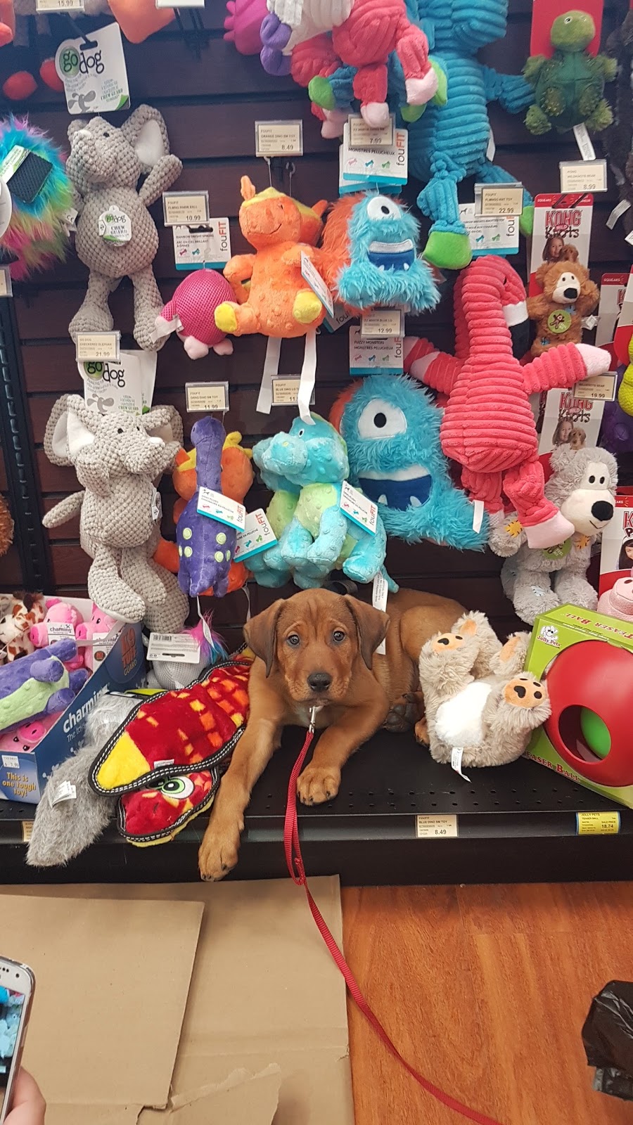 Pet Valu | 42 St Andrews Ave N, Grimsby, ON L3M 1L1, Canada | Phone: (905) 309-1485