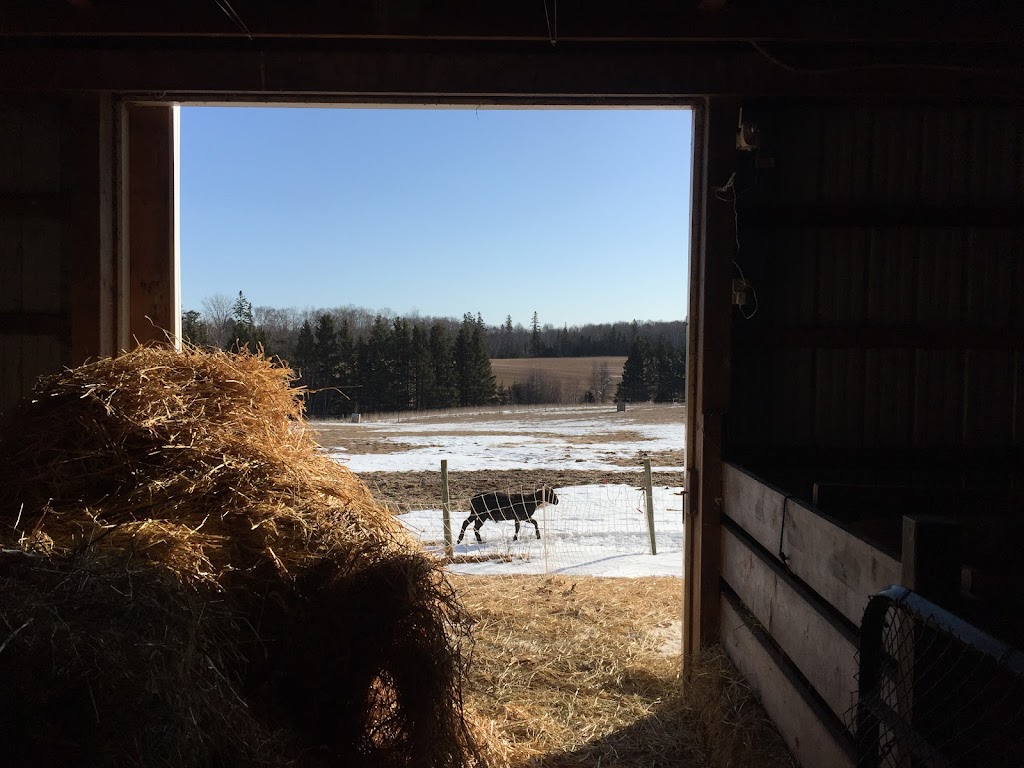 Harmony Meadow Farm | 3130 Garfield Rd, Belfast, PE C0A 1A0, Canada | Phone: (902) 659-2550